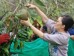 Durian Taunca Poso Pesisir Jadi Komoditi Unggulan Daerah