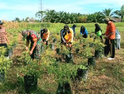 Dukung Program Ketapang, Pemdes Bersama Warga Minti Makmur Panen Perdana Hasil Pertanian