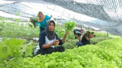 Para Kader Desa Sibalaya Utara Lakukan Panen Perdana dilahan Stunting Desa