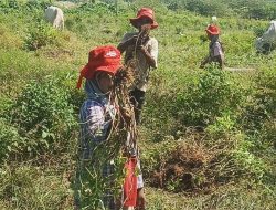 Kelompok Tani Desa Bangga Di Dampingi Mercy Corps Panen Kacang Tanah Dilahan Percontohan
