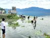 Pemuda dan Masyarakat Desa Bangga Berpartisipasi Bersihkan Eceng Gondok Di Danau Lindu Dukung Program Bupati Sigi